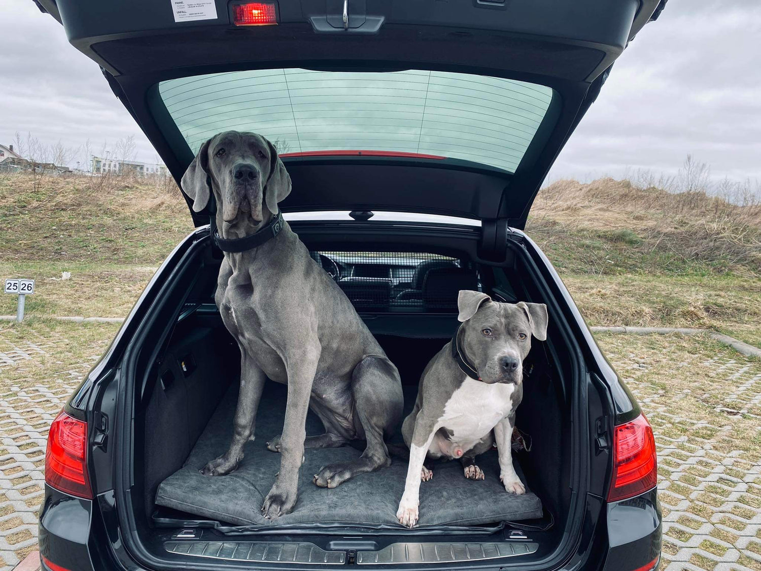 animalistus guolis automobilio bagažinėje ir du šunys